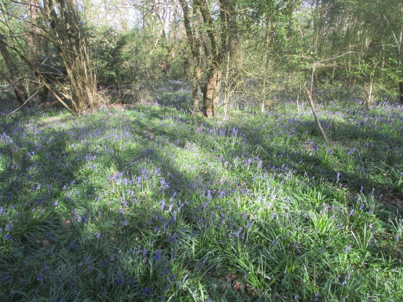 Warlingham, a windmill, more woods and walking – London LOOP&nbsp;11.