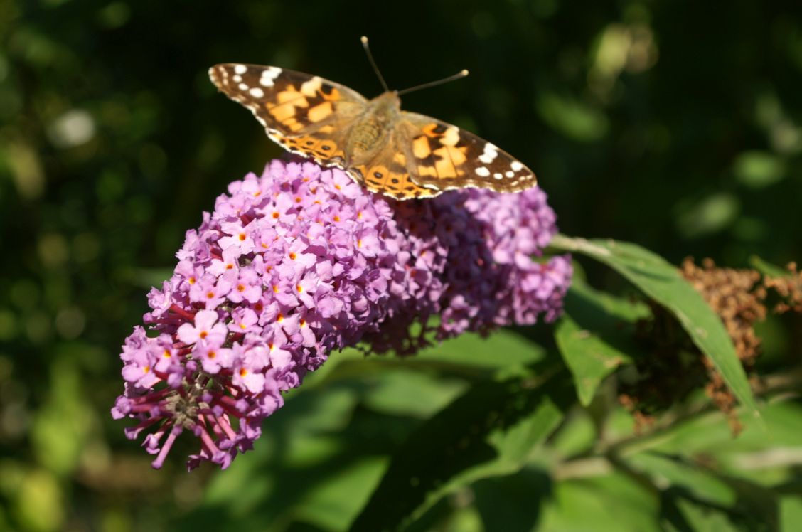 Lock-down Diaries #3.